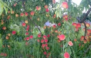 Earth's bounty - peaches in December